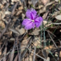 Thysanotus tuberosus at Rosewood, NSW - suppressed