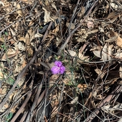 Thysanotus tuberosus at Rosewood, NSW - suppressed