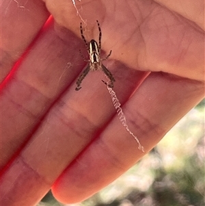 Plebs bradleyi (Enamelled spider) at Wee Jasper, NSW by courtneyb