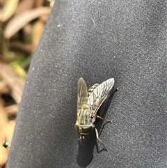 Dasybasis sp. (genus) (A march fly) at Wee Jasper, NSW - 4 Jan 2025 by courtneyb