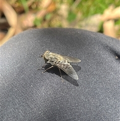 Dasybasis sp. (genus) at Wee Jasper, NSW - 5 Jan 2025 10:15 AM