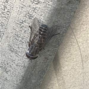 Dasybasis sp. (genus) (A march fly) at Wee Jasper, NSW by courtneyb