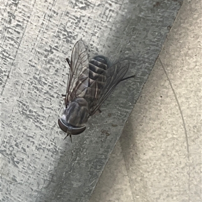 Dasybasis sp. (genus) (A march fly) at Wee Jasper, NSW - 5 Jan 2025 by courtneyb