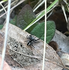 Jotus sp. (genus) (Unidentified Jotus Jumping Spider) at Wee Jasper, NSW - 4 Jan 2025 by courtneyb