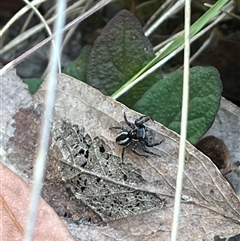 Jotus sp. (genus) at Wee Jasper, NSW - 5 Jan 2025 10:34 AM