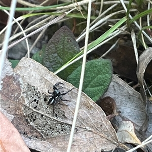 Jotus sp. (genus) at Wee Jasper, NSW - 5 Jan 2025 10:34 AM