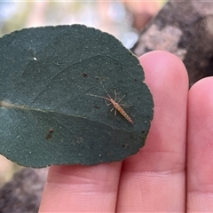 Rayieria acaciae (Acacia-spotting bug) at Wee Jasper, NSW - 4 Jan 2025 by courtneyb