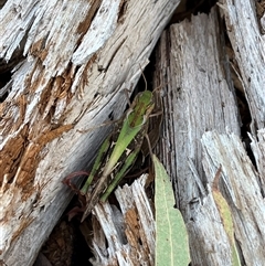 Gastrimargus musicus (Yellow-winged Locust or Grasshopper) at Goobarragandra, NSW - 4 Jan 2025 by courtneyb