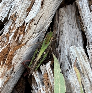 Gastrimargus musicus (Yellow-winged Locust or Grasshopper) at Goobarragandra, NSW by courtneyb