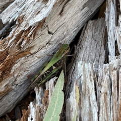 Gastrimargus musicus at Goobarragandra, NSW - 4 Jan 2025 07:32 PM