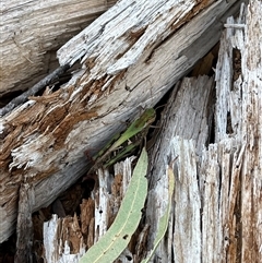 Gastrimargus musicus at Goobarragandra, NSW - 4 Jan 2025 07:32 PM