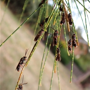 Lasioglossum (Australictus) peraustrale (Halictid bee) at Cook, ACT by CathB