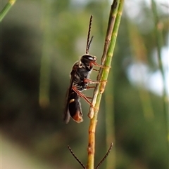 Lasioglossum (Australictus) peraustrale at Cook, ACT - 4 Jan 2025 08:51 AM