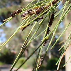 Lasioglossum (Australictus) peraustrale at Cook, ACT - 4 Jan 2025 08:51 AM