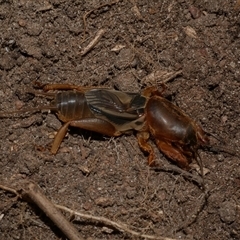 Gryllotalpa australis at Freshwater Creek, VIC - 22 Apr 2020 by WendyEM