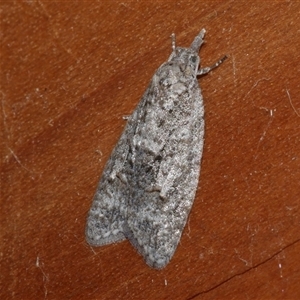 Tracholena homopolia at Freshwater Creek, VIC - 23 Apr 2020