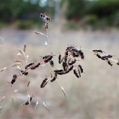 Apiformes (informal group) (Unidentified bee) at Cook, ACT - 5 Jan 2025 by CathB