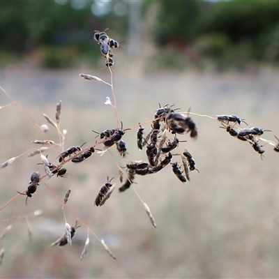 Apiformes (informal group) (Unidentified bee) at Cook, ACT - 5 Jan 2025 by CathB