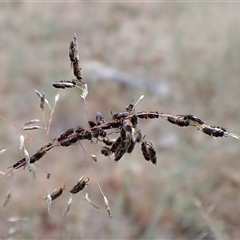 Unidentified at suppressed - 5 Jan 2025