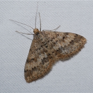 Scopula rubraria at Freshwater Creek, VIC - 24 Apr 2020 10:29 PM