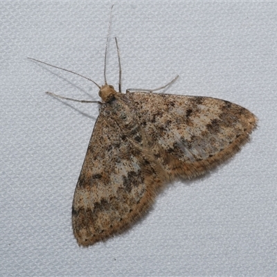 Scopula rubraria (Reddish Wave, Plantain Moth) at Freshwater Creek, VIC - 24 Apr 2020 by WendyEM