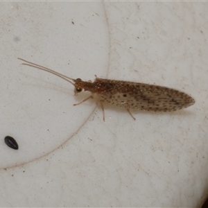 Micromus tasmaniae at Freshwater Creek, VIC by WendyEM