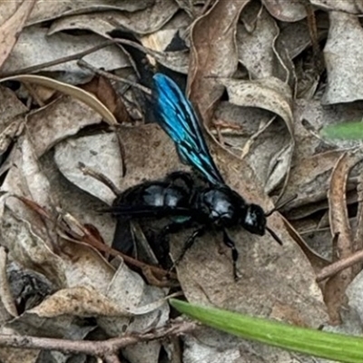 Austroscolia soror (Blue Flower Wasp) at Richardson, ACT - 5 Jan 2025 by SMOT