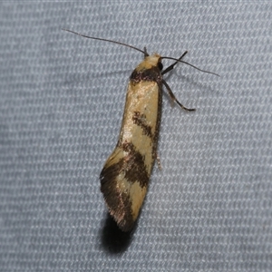 Olbonoma triptycha at Freshwater Creek, VIC - 24 Apr 2020