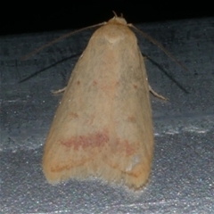 Heteroteucha occidua (A concealer moth) at Freshwater Creek, VIC - 24 Apr 2020 by WendyEM