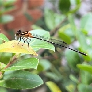 Nososticta solida (Orange Threadtail) at Gordon, ACT by GG