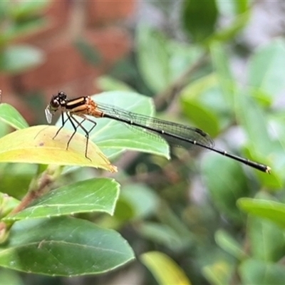 Nososticta solida (Orange Threadtail) at Gordon, ACT - 5 Jan 2025 by GG