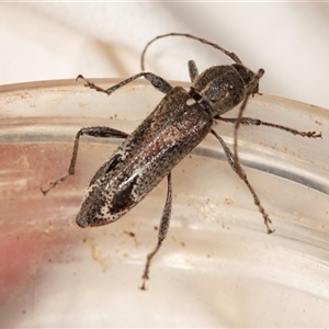 Phacodes personatus at Higgins, ACT - 5 Jan 2025 12:30 PM