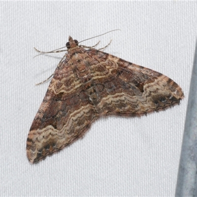 Epyaxa subidaria (Subidaria Moth) at Freshwater Creek, VIC - 24 Apr 2020 by WendyEM