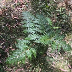 Pteridium esculentum at Wee Jasper, NSW - 4 Jan 2025 by courtneyb