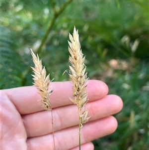 Anthoxanthum odoratum at Wee Jasper, NSW - 5 Jan 2025 09:40 AM