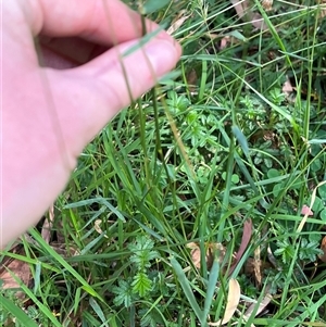 Anthoxanthum odoratum at Wee Jasper, NSW - 5 Jan 2025 09:40 AM