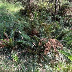 Polystichum proliferum (Mother Shield Fern) at Wee Jasper, NSW by courtneyb