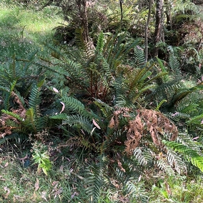 Polystichum proliferum at Wee Jasper, NSW - 4 Jan 2025 by courtneyb