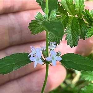 Mentha diemenica at Wee Jasper, NSW - 5 Jan 2025 09:53 AM