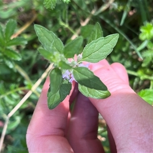 Mentha diemenica at Wee Jasper, NSW - 5 Jan 2025 09:53 AM