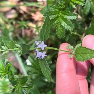 Mentha diemenica at Wee Jasper, NSW - 5 Jan 2025 09:53 AM