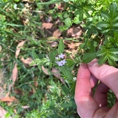 Mentha diemenica at Wee Jasper, NSW - 5 Jan 2025 09:53 AM