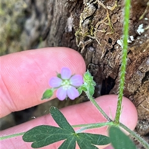 Geranium solanderi at Wee Jasper, NSW - 5 Jan 2025 09:55 AM