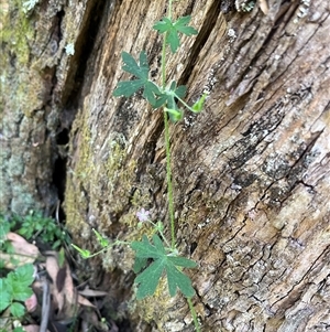 Geranium solanderi at Wee Jasper, NSW - 5 Jan 2025 09:55 AM