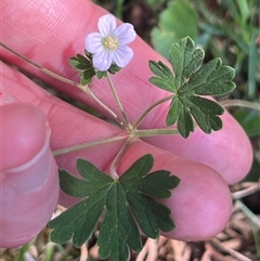 Geranium potentilloides var. potentilloides (Downy Geranium) at Wee Jasper, NSW - 5 Jan 2025 by courtneyb