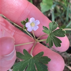 Geranium potentilloides var. potentilloides at Wee Jasper, NSW - 5 Jan 2025 09:58 AM