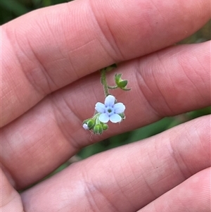 Cynoglossum australe at Wee Jasper, NSW - 5 Jan 2025 09:56 AM