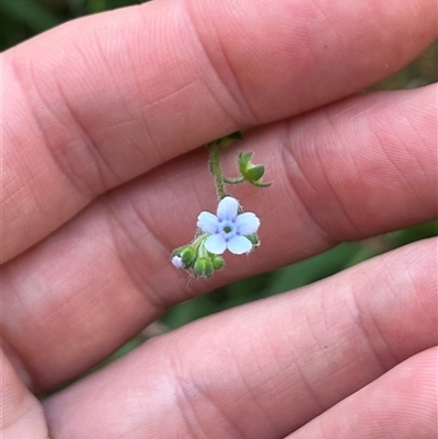 Cynoglossum australe (Australian Forget-me-not) at Wee Jasper, NSW - 5 Jan 2025 by courtneyb