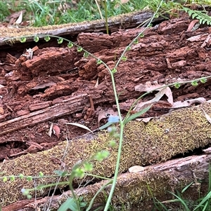 Cynoglossum australe at Wee Jasper, NSW - 5 Jan 2025 09:56 AM