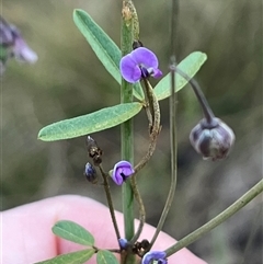 Glycine clandestina (Twining Glycine) at Brindabella, NSW - 4 Jan 2025 by courtneyb